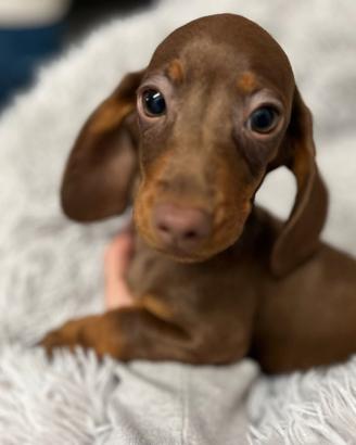 Cuccioli di bassotto disponibili M e F