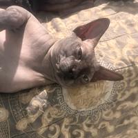 Sphynx per monta