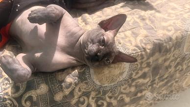 Sphynx per monta