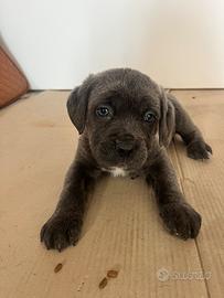 Cuccioli cane corso