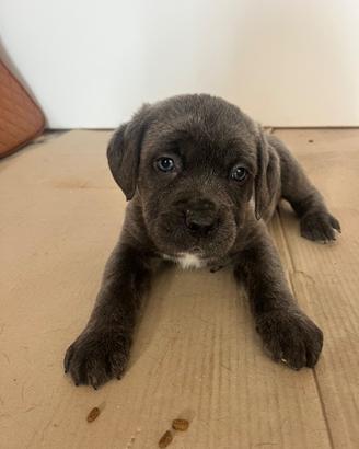 Cuccioli cane corso