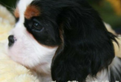Cavalier king maschio tricolore