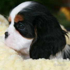 Cavalier king maschio tricolore
