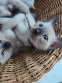 Siamese Tradizionale, Thai con microchip e Pedigre