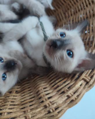 Siamese Tradizionale, Thai con microchip e Pedigre