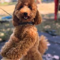 Accoppiamento barboncino toy pedigree