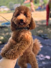 Accoppiamento barboncino toy pedigree