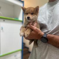 Shiba fulvo disponibile