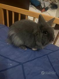 Coniglio testa di leone