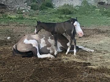 Puledro paint grullo overo