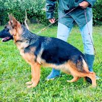 Cucciolona di pastore tedesco