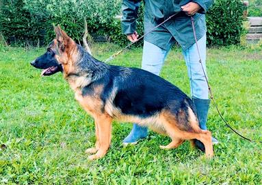 Cucciolona di pastore tedesco