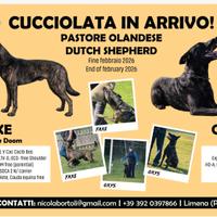 Cuccioli Pastore Olandese
