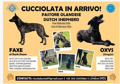 Cuccioli Pastore Olandese