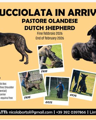 Cuccioli Pastore Olandese
