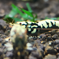 Caridine GALAXY FISHBON BLACK