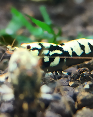 Caridine GALAXY FISHBON BLACK