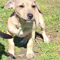 Cuccioli taglia piccola