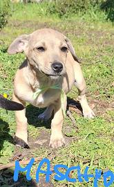 Cuccioli taglia piccola