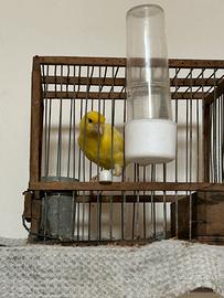 Canarino pronto con gabbia