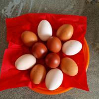 Nero ramato marans