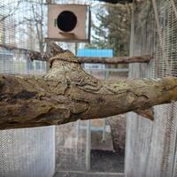 Voliera per uccelli/Rapaci