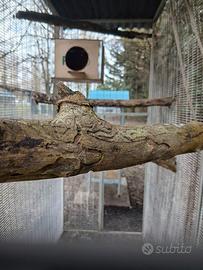 Voliera per uccelli/Rapaci