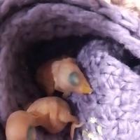 Parrocchetti dal collare pulli