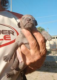 Cuccioli piccolo levriero italiano