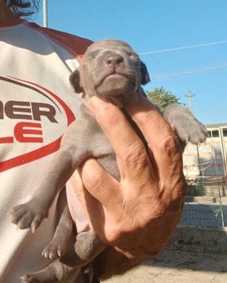 Cuccioli piccolo levriero italiano