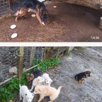 Cuccioli pastore tedesco + altri