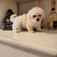 Maltese Femmina cucciolo