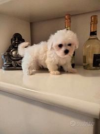 Maltese Femmina cucciolo