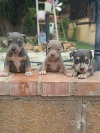 Pitbull tricolor