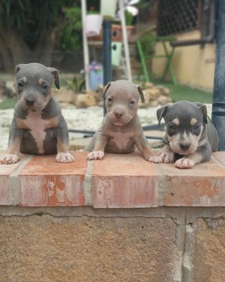 Pitbull tricolor