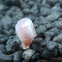 5 Lumache planorbarius ad 1 euro