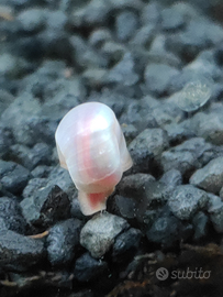 5 Lumache planorbarius ad 1 euro