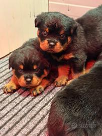 Cuccioli Rottweiler