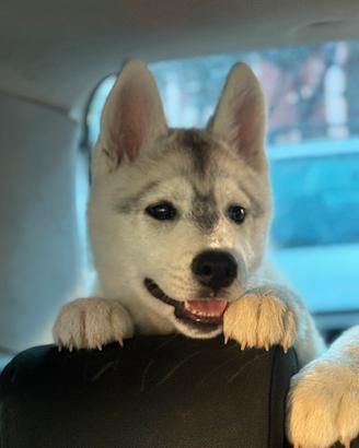 Siberian husky cuccioli