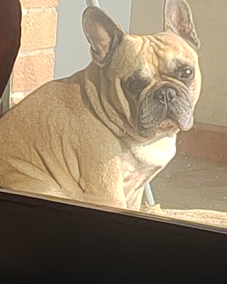 Cane per monta