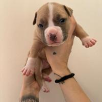 American bully