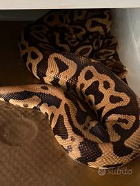 Pitone reale pastel Leopard het clown femmina
