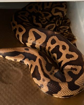 Pitone reale pastel Leopard het clown femmina