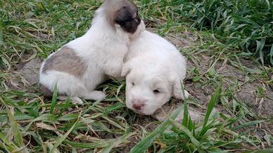 Cuccioli di border collie /maremmano