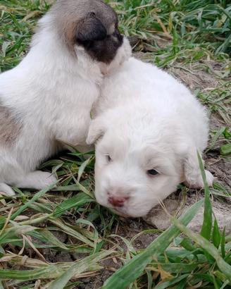 Cuccioli di border collie /maremmano