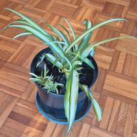 pianta ragno Chlorophytum da interno verde