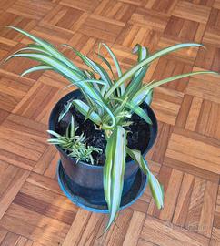 pianta ragno Chlorophytum da interno verde
