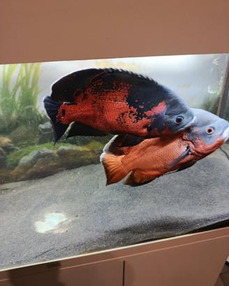 Astronotus ocellatus