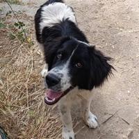 Nilo, stupendo cucciolone in adozione