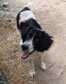 Nilo, stupendo cucciolone in adozione